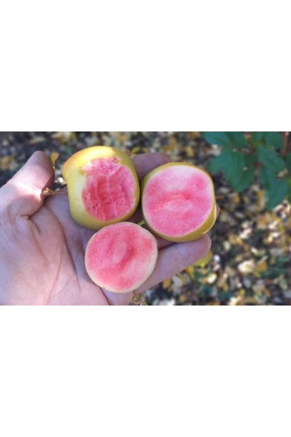 Зрізані яблука Хідден Роуз, видно червону м’якоть